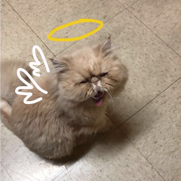 Meet your Posher, Liz - Picture 3 of 4